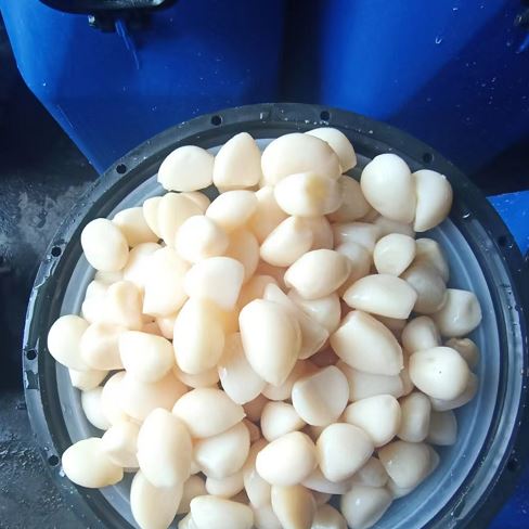 New Crop Pickled Garlic In Brine